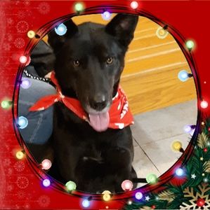 Meet your Posher, Elisha